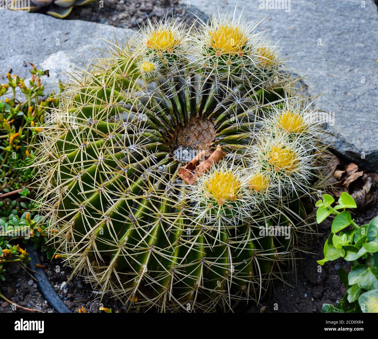 Golden barrel cactus Echinocactus grusonii. A round cactus with yellow  flowers and a lot of spines Stock Photo - Alamy