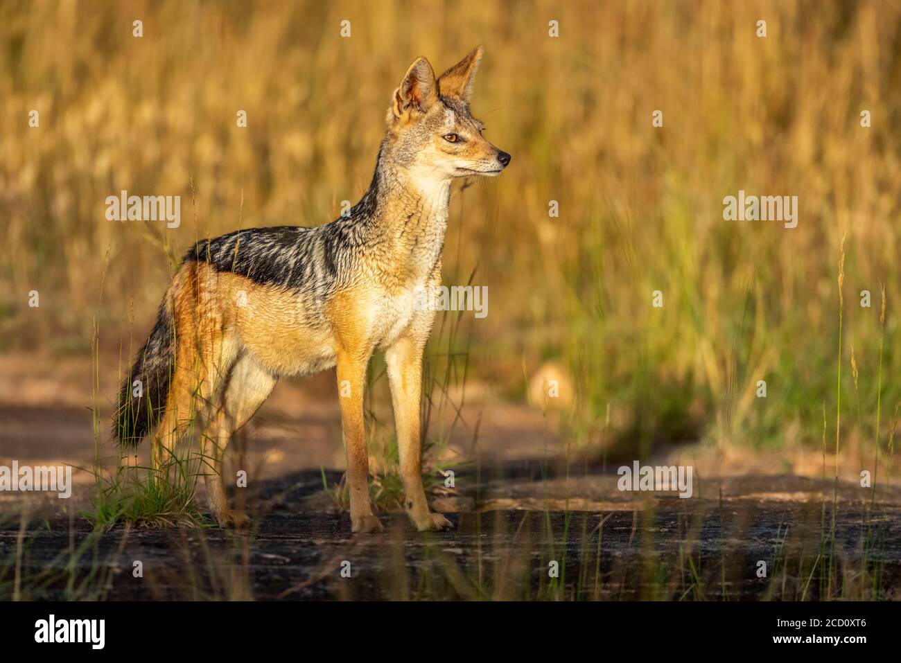 Side view of black-backed jackal (Canis mesomelas) standing in the long grass in the golden sunlight; Tanzania Stock Photo