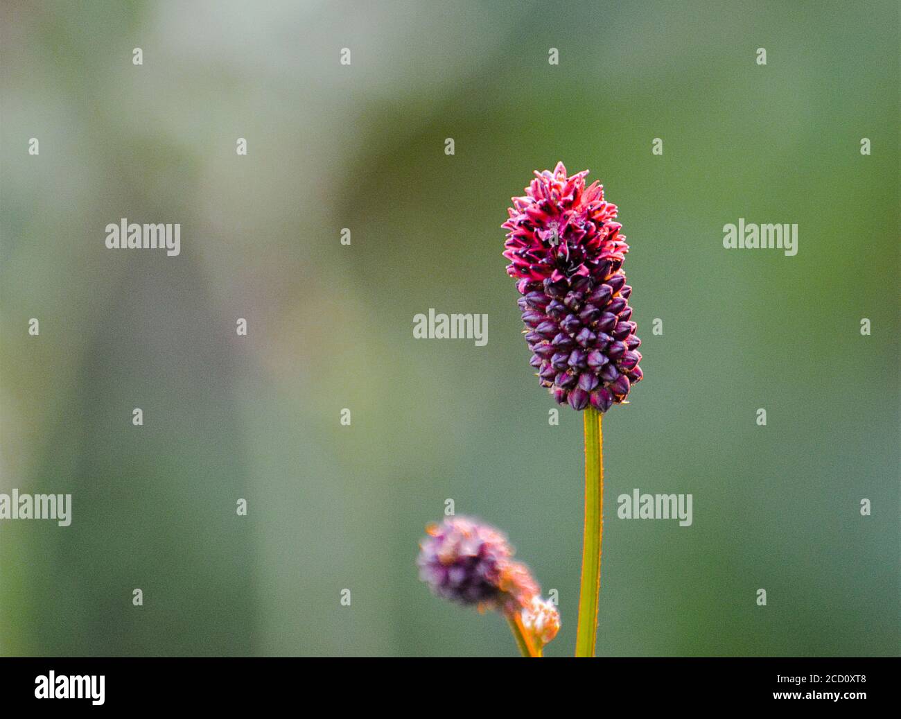 Great Burnet - Sanguisorba officinalis. A flower in the foreground. Stock Photo