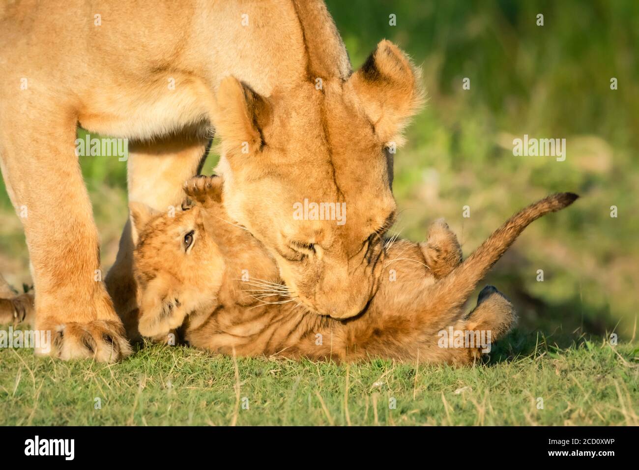 Close-up of lioness (Panthera leo) play fighting with cub on grass on a sunny day; Tanzania Stock Photo