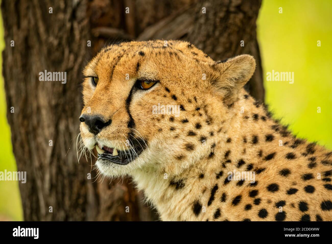 Close-up portrait of cheetah (Acinonyx jubatus) sitting next to a tree trunk; Tanzania Stock Photo