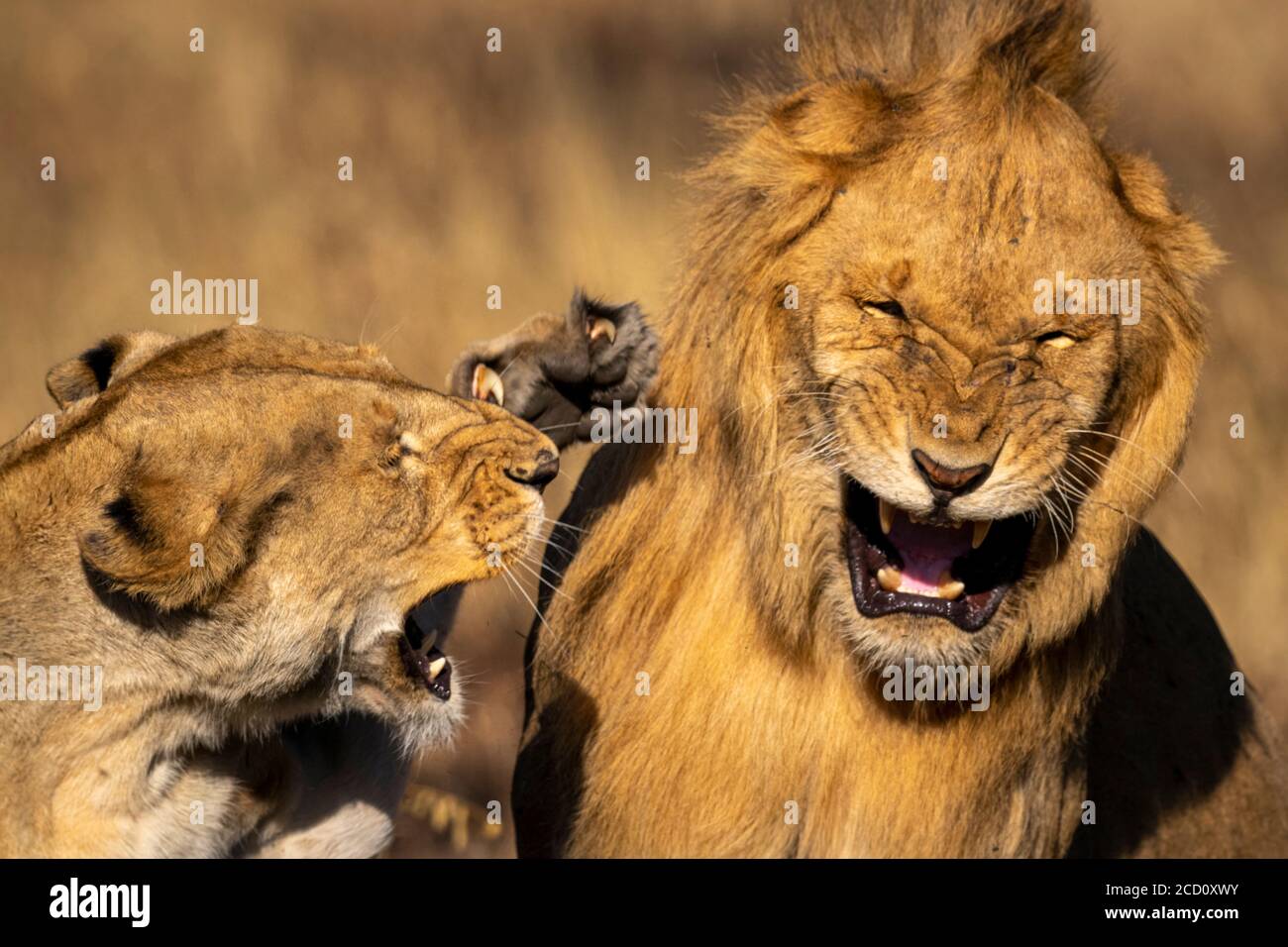 Close-up of angry lioness slapping male lion during fight; Tanzania Stock Photo