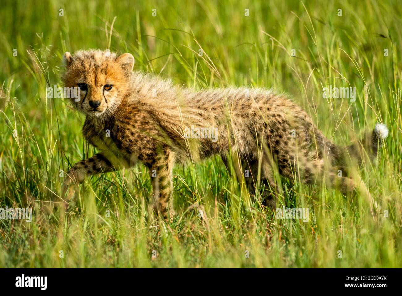 Cheetah cub (Acinonyx jubatus) lifting leg while walking through the grass on the savanna and looking at the camera; Tanzania Stock Photo