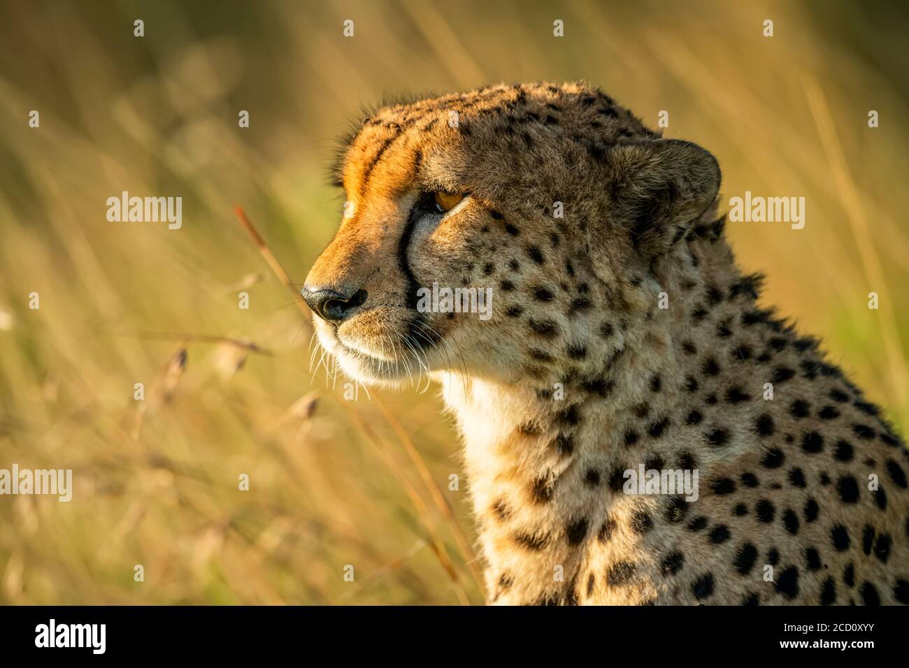 Close-up portrait of cheetah (Acinonyx jubatus) backlit by golden sunlight on the savanna; Tanzania Stock Photo