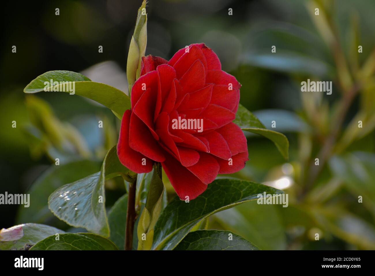 In the foreground a Camellia Japonica 'Black Lace' with green leaves. Stock Photo
