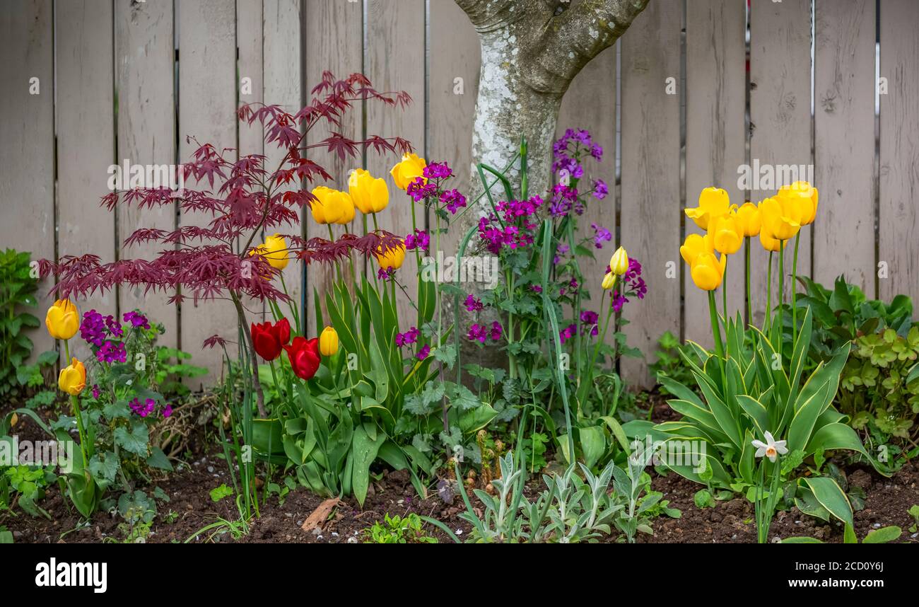 Spring flowers in flowerbed beside a fence in a garden; North Vancouver, British Columbia, Canada Stock Photo
