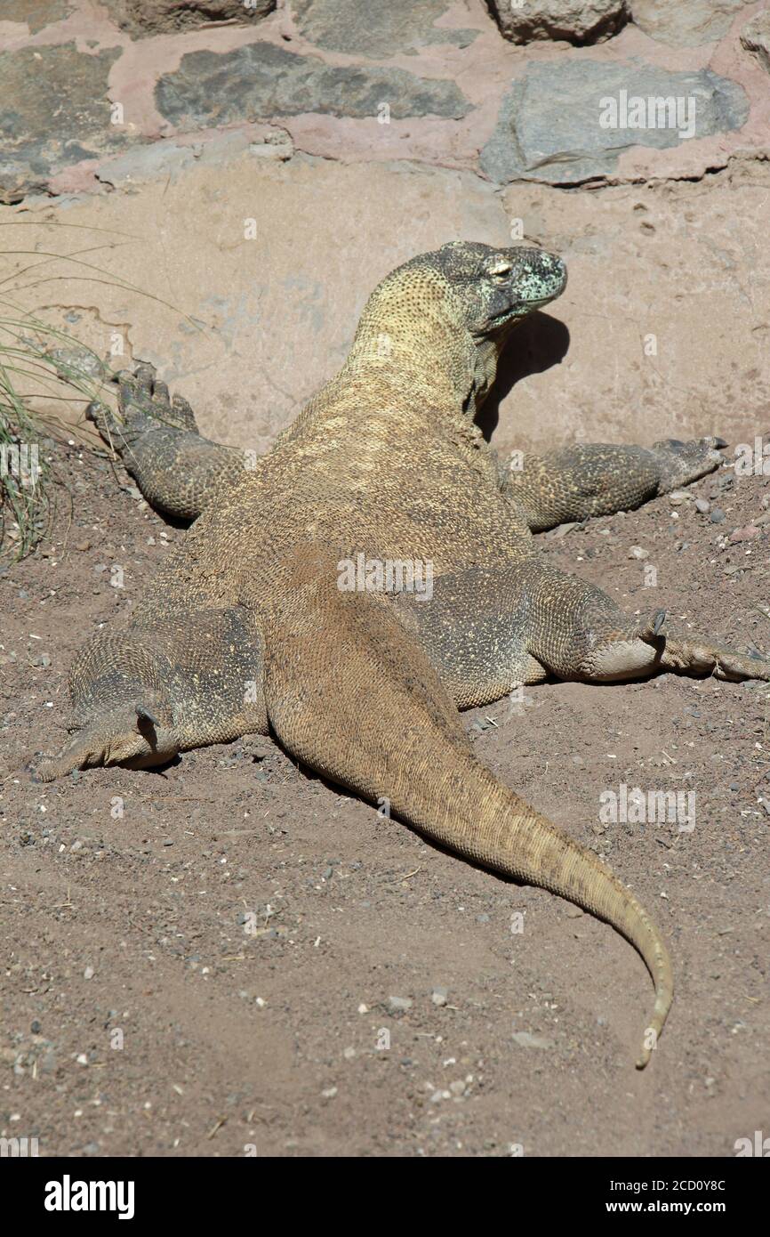 Komodowaran Stock Photo