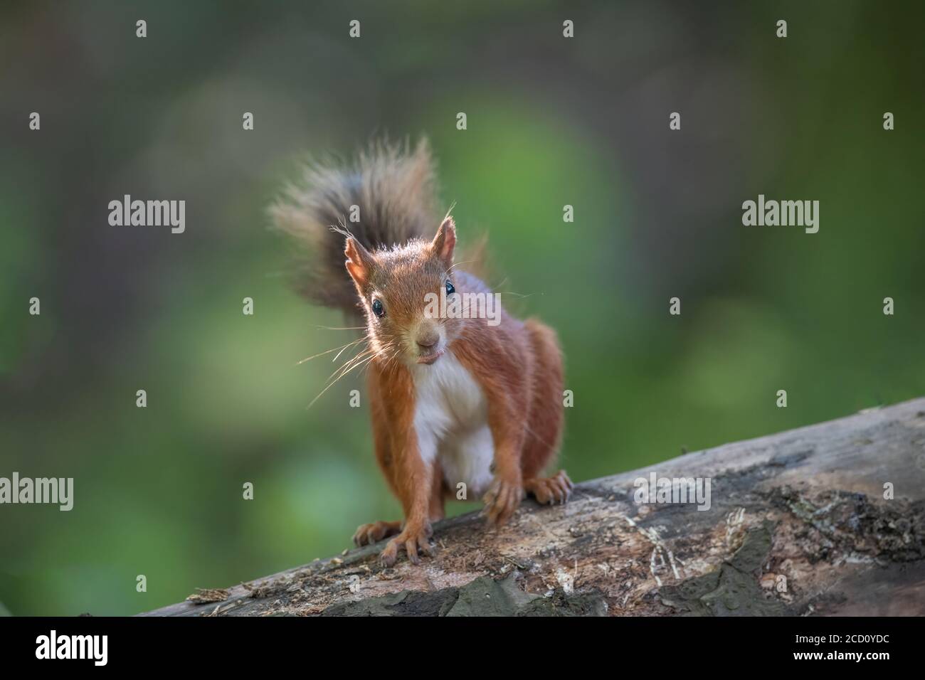 red squirrel on a tree trunk in scotland Stock Photo
