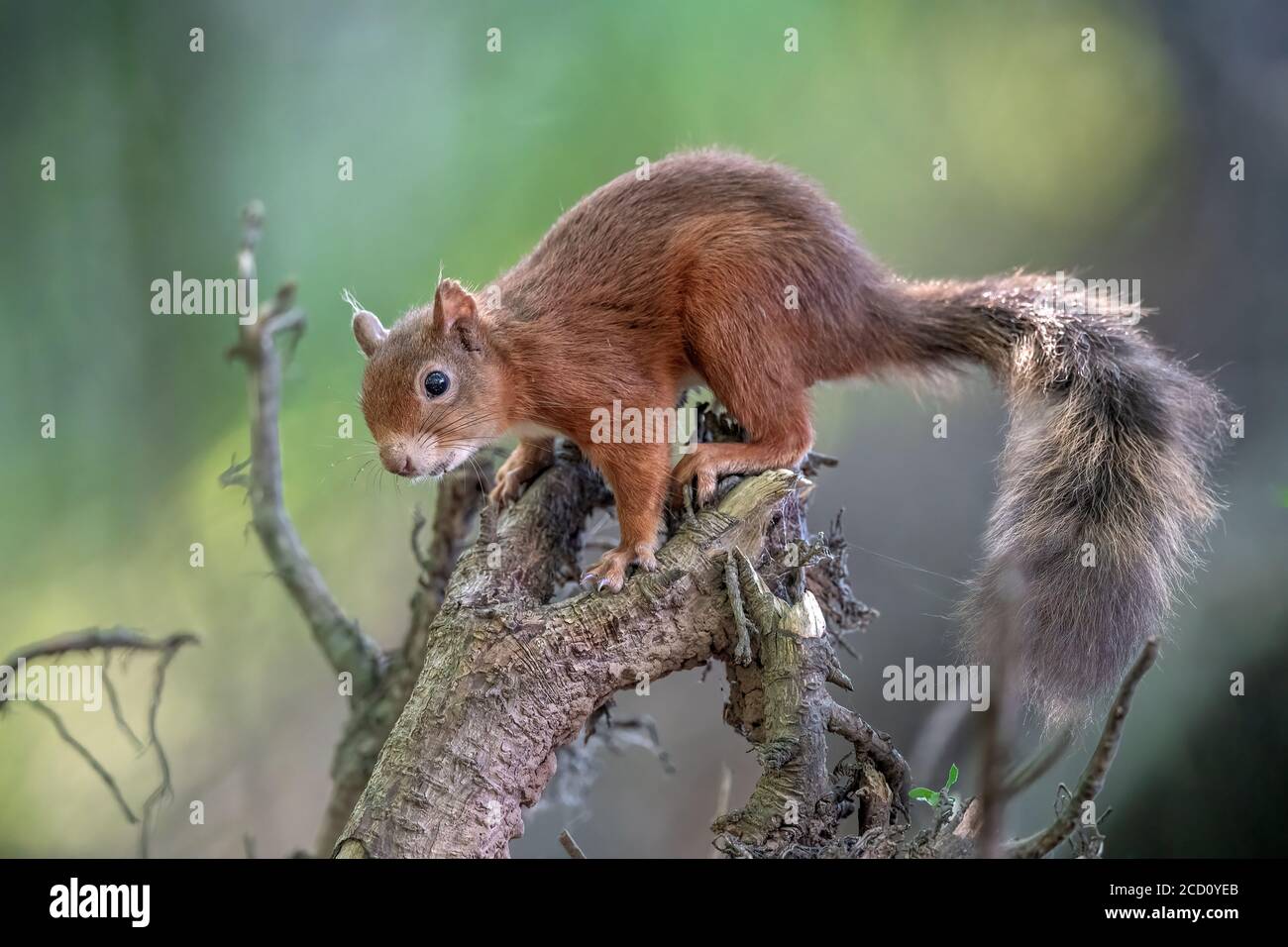 red squirrel on a tree trunk in scotland Stock Photo
