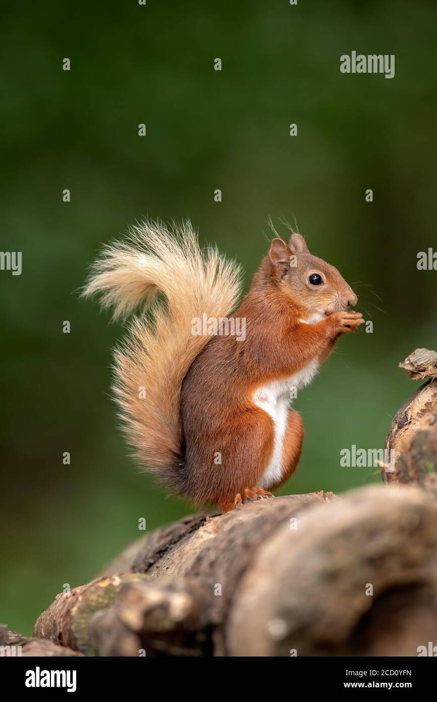 Red squirrel standing on a log pile in scotland Stock Photo