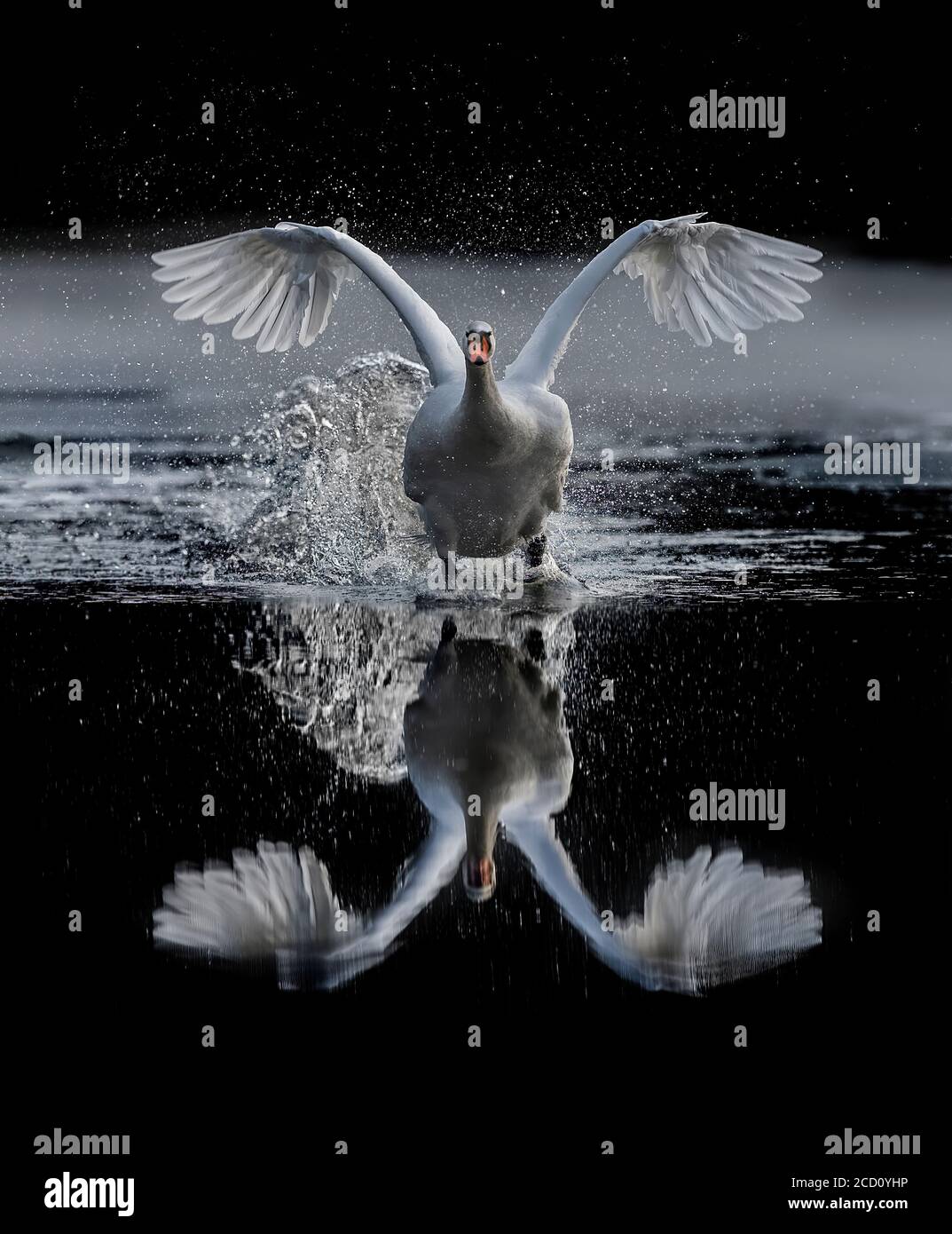 Swan reflection in water hi-res stock photography and images - Alamy