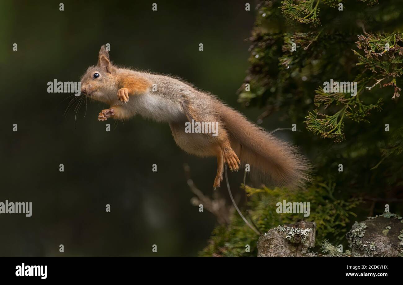 red squirrel jumping from a tree Stock Photo