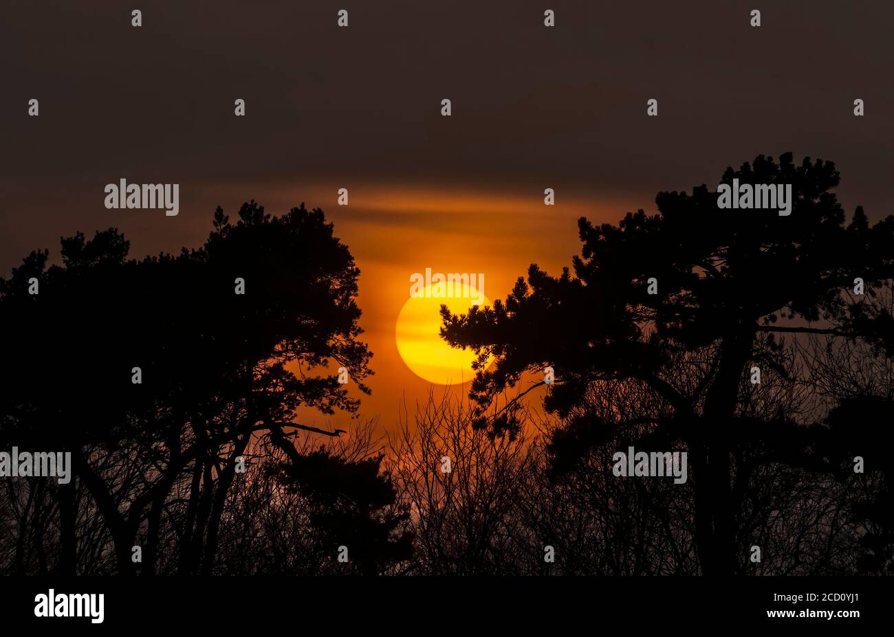 Sun setting between two trees in the Springtime Stock Photo