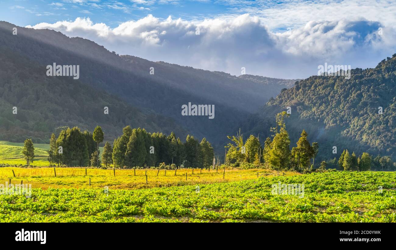 Lush farmland on Totara Flat, the centre of the farming industry in the Grey County; South Island, New Zealand Stock Photo