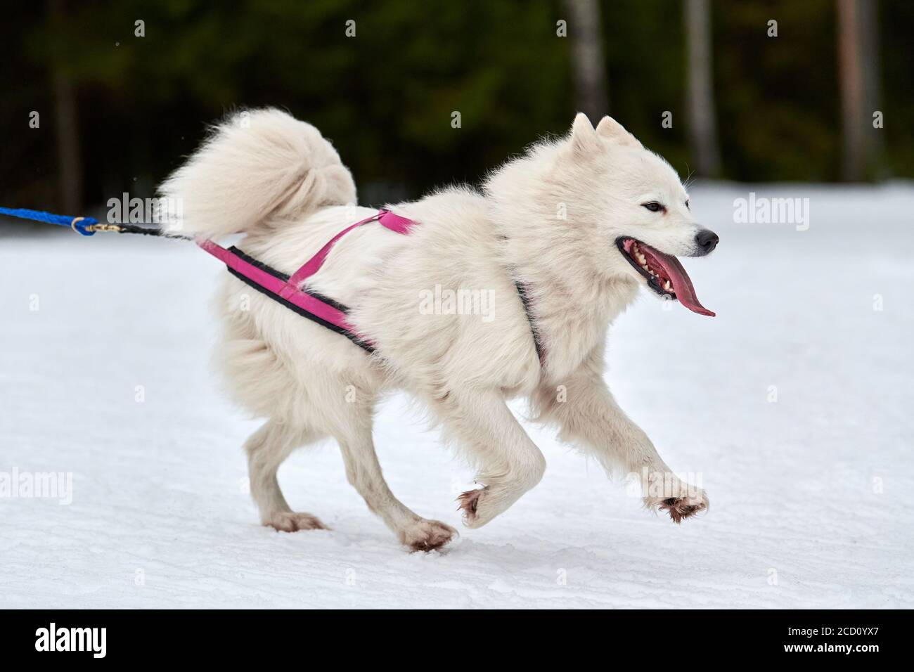 samoyed harness