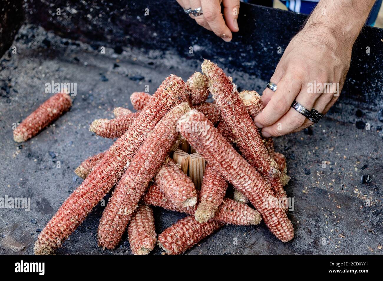 Putting corn cobs together as a kindle for starting a charcoal grill