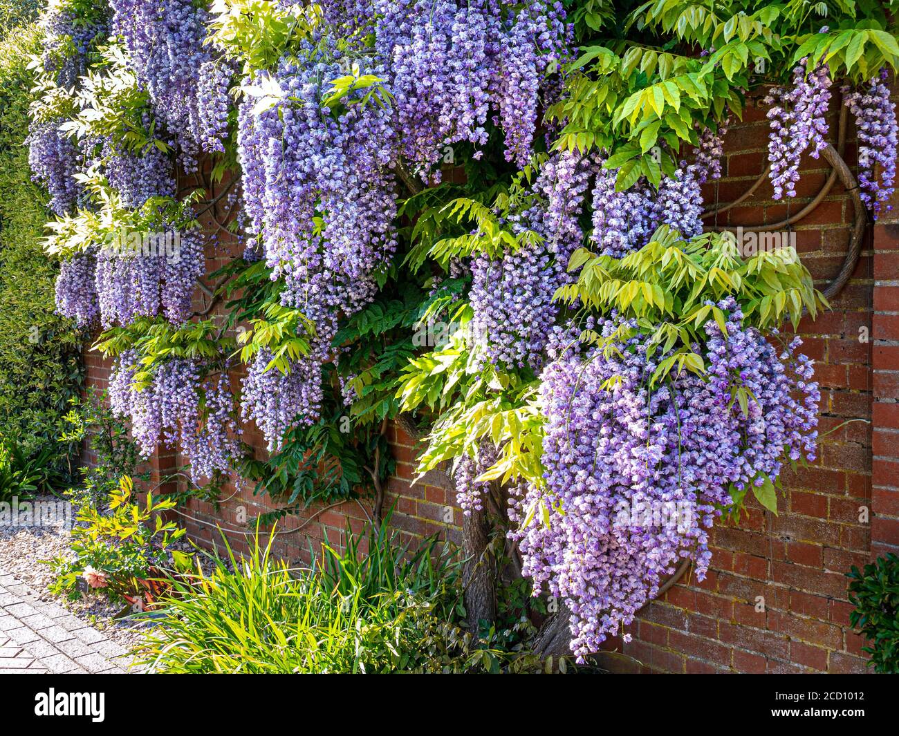 Wisteria sinensis profusion hires stock photography and images Alamy