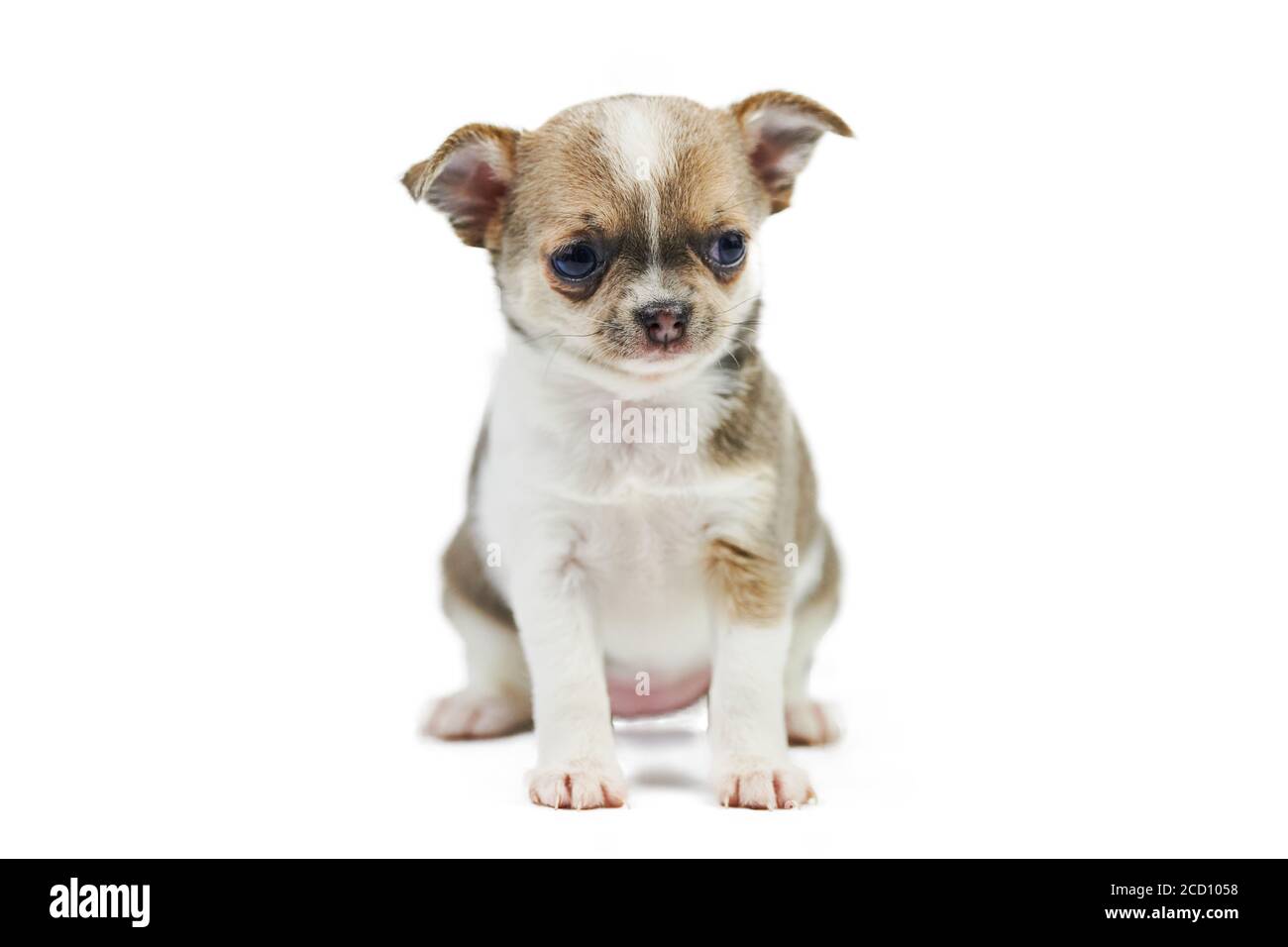 Chihuahua puppies, isolated. Little cute dog on white background ...