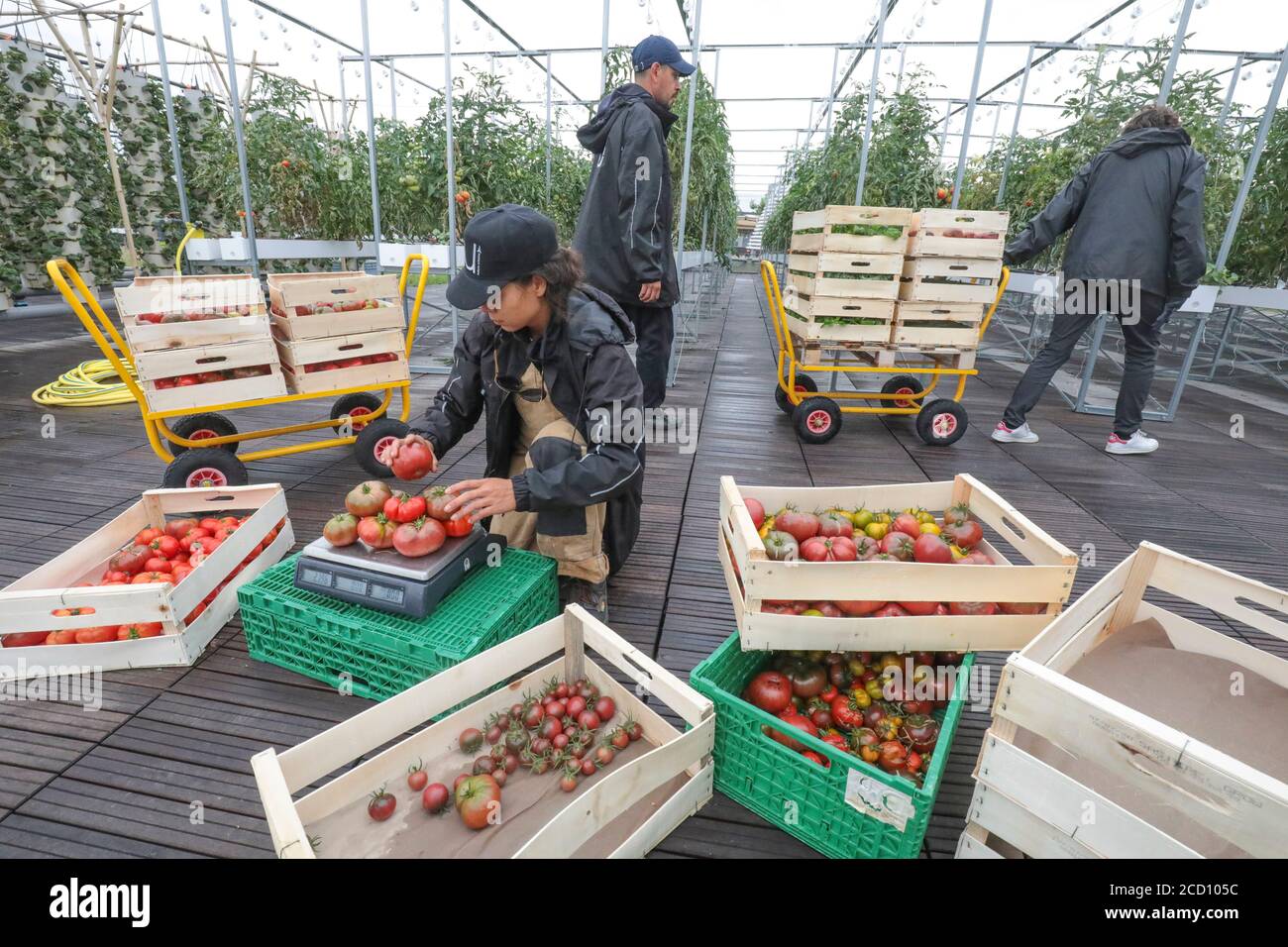 PICKING UP VEGETABLES  AT PARIS URBAN FARM Stock Photo