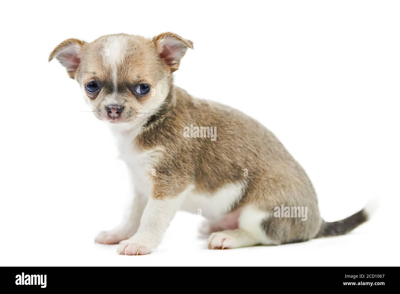 Chihuahua puppies, isolated. Little cute dog on white background. Dog shelter puppy. Small short haired chihuahua dog breed, studio shoot. Stock Photo