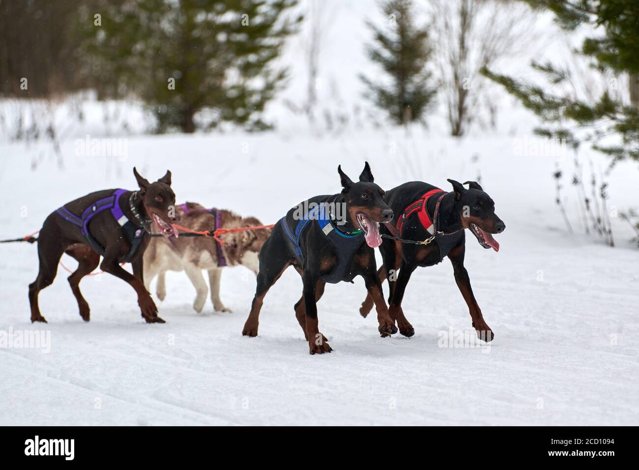 Doberman race hotsell