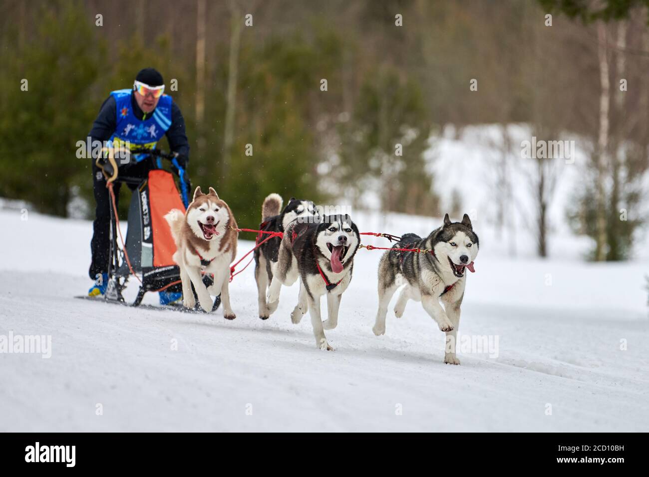 Husky sled dog racing. Winter dog sport sled team competition. Siberian  husky dogs pull sled with musher. Active running on snowy cross country  track Stock Photo - Alamy