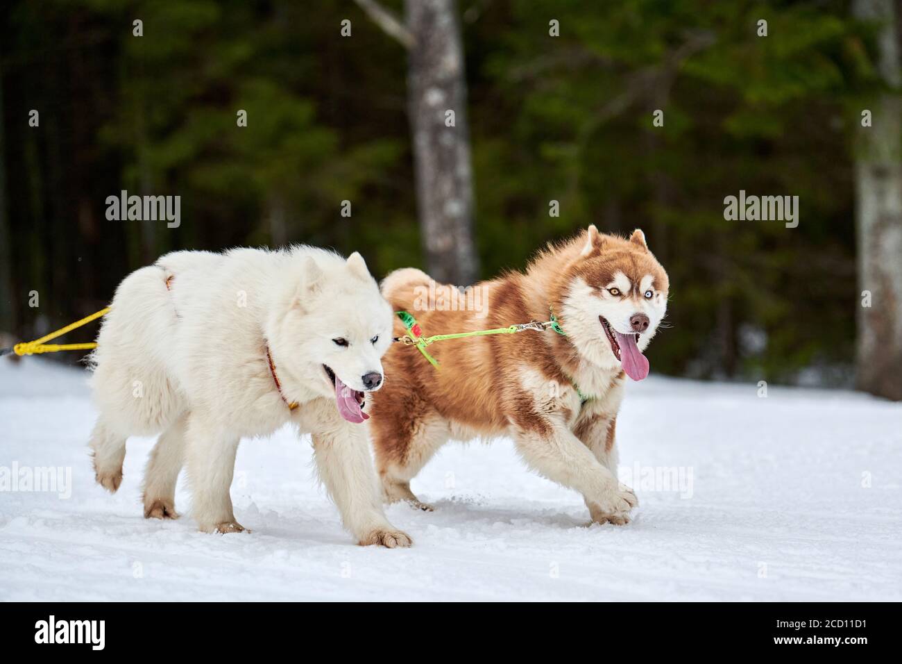 Running Husky and Samoyed dog on sled dog racing. Winter dog sport
