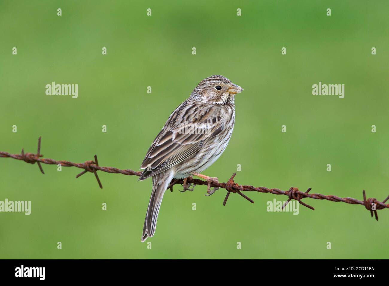 Corn bunting (Emberiza calandra / Miliaria calandra) perched on barbwire / barbed wire along meadow / field in spring Stock Photo