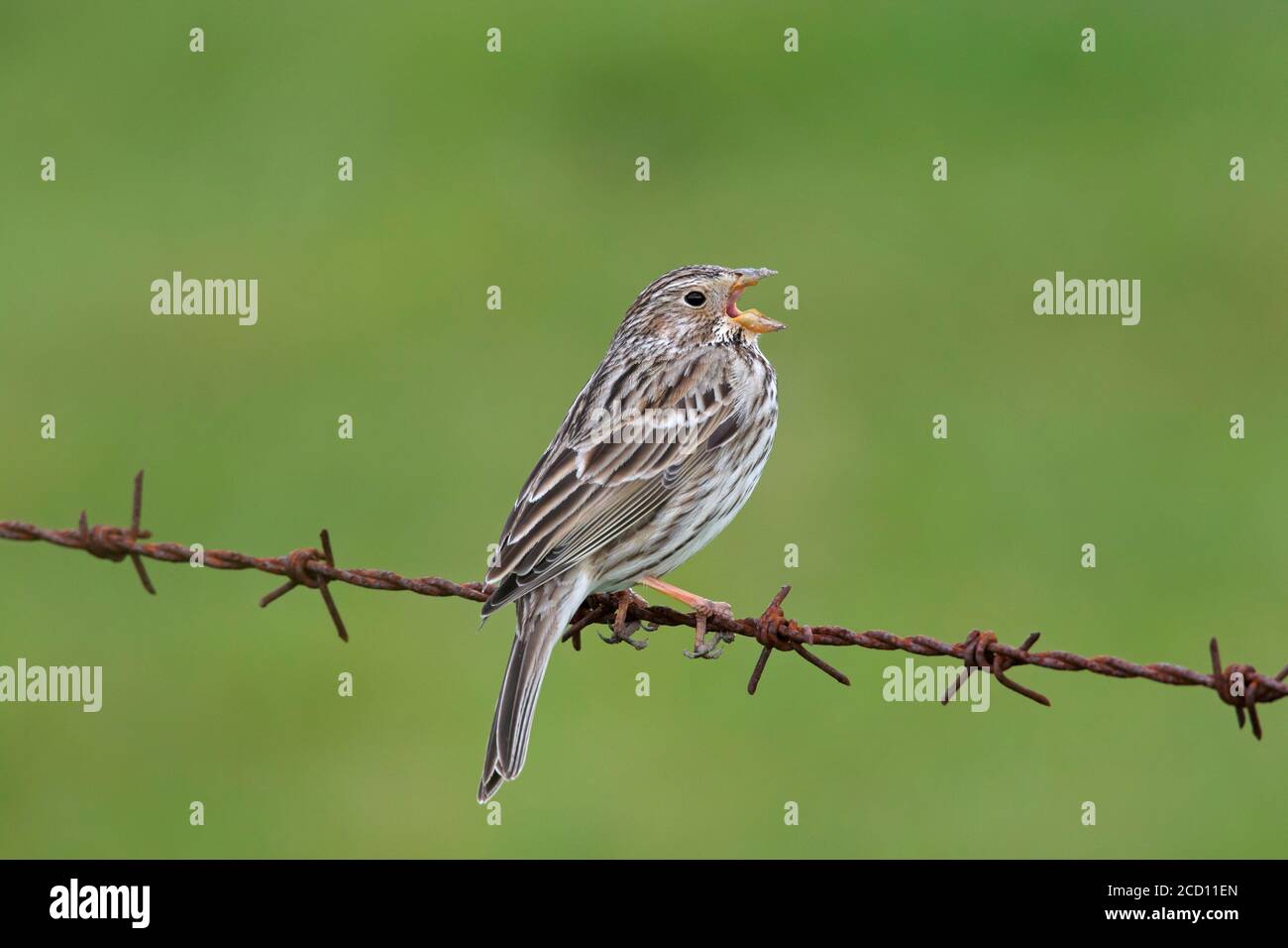 Corn bunting (Emberiza calandra / Miliaria calandra) singing from barbwire / barbed wire along meadow / field in spring Stock Photo