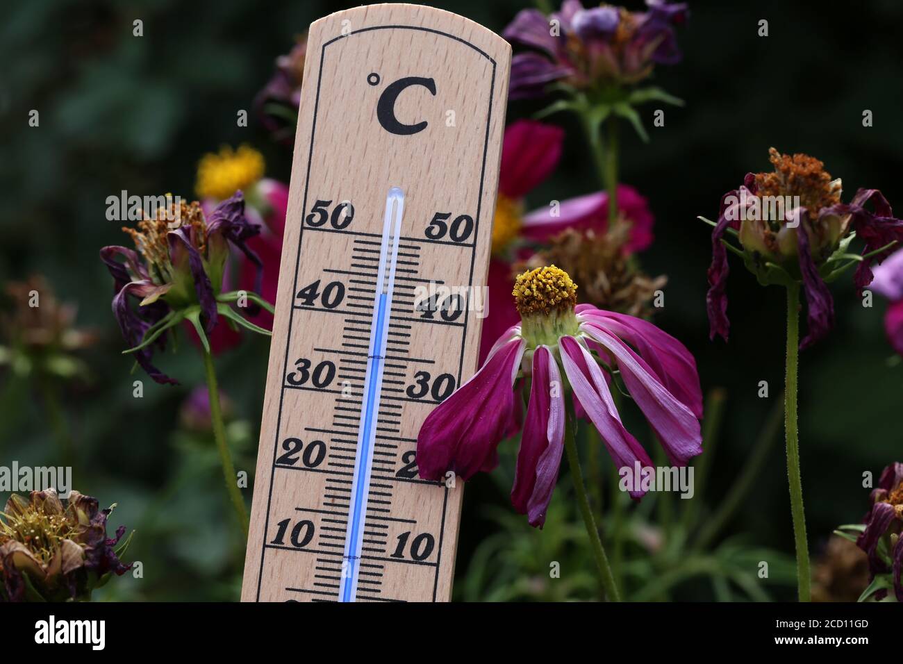 Closeup of a thermometer showing the high temperature at which flowers