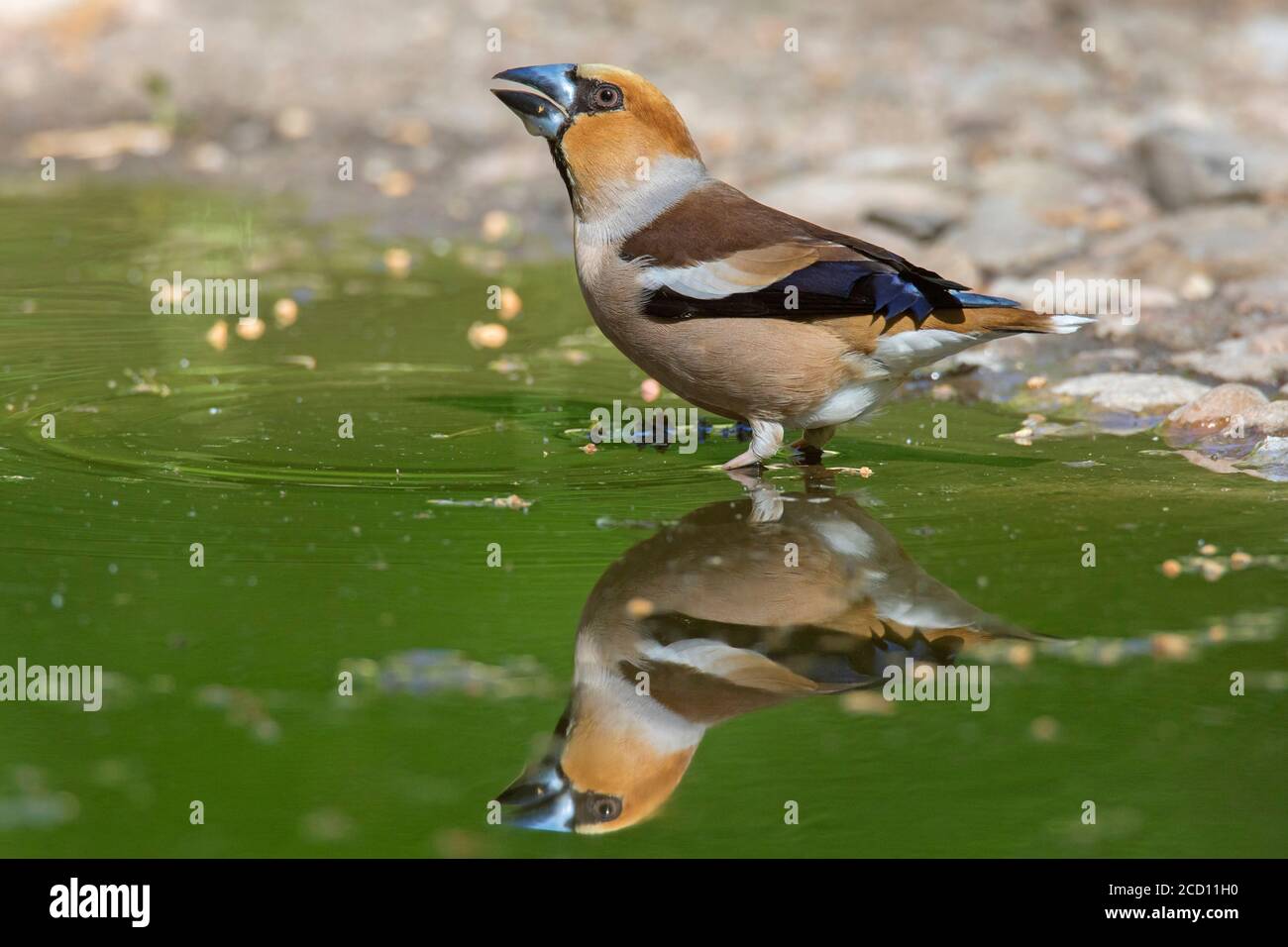 Hawfinch (Coccothraustes coccothraustes) male drinking water from puddle / pool / pond Stock Photo