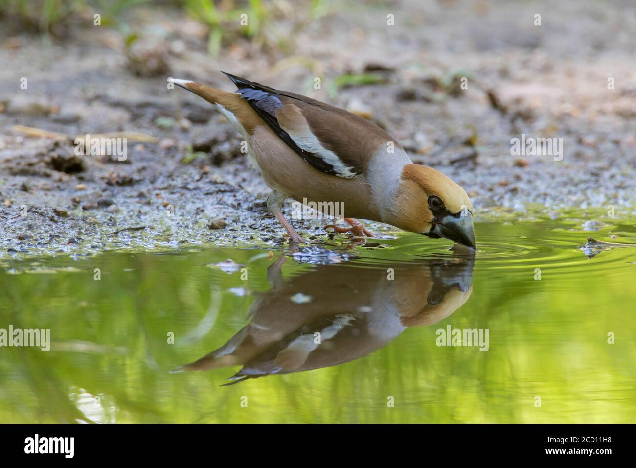 Hawfinch (Coccothraustes coccothraustes) male drinking water from puddle / pool / pond Stock Photo