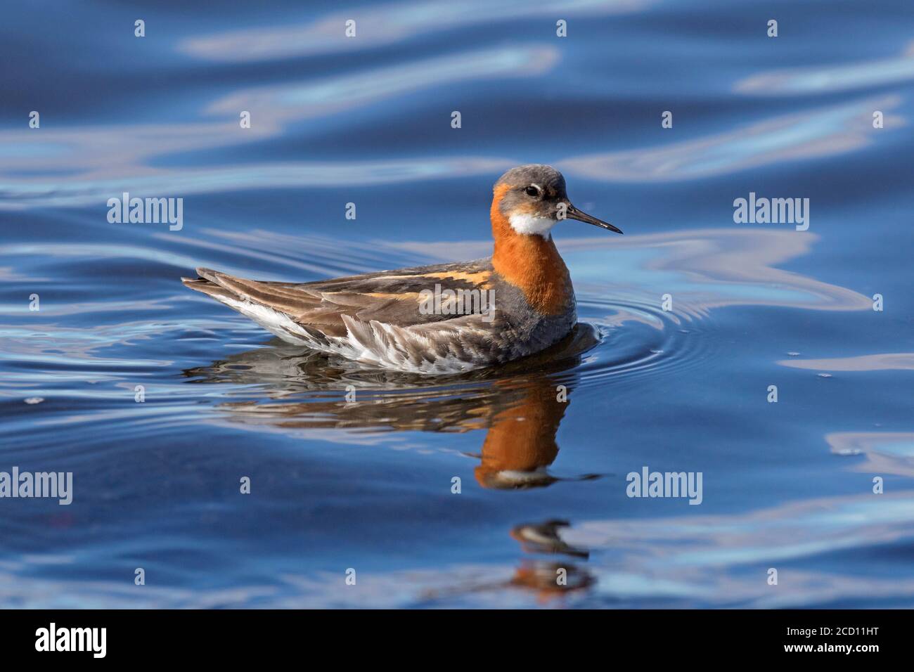 Red-necked phalarope (Phalaropus lobatus) female in breeding plumage swimming in pond Stock Photo