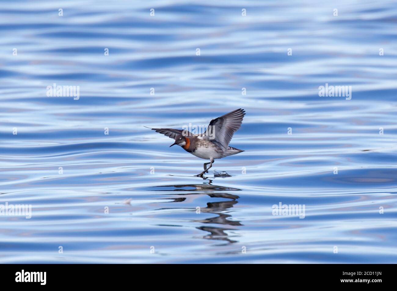 Red-necked phalarope (Phalaropus lobatus) male in breeding plumage landing on water in lake Stock Photo