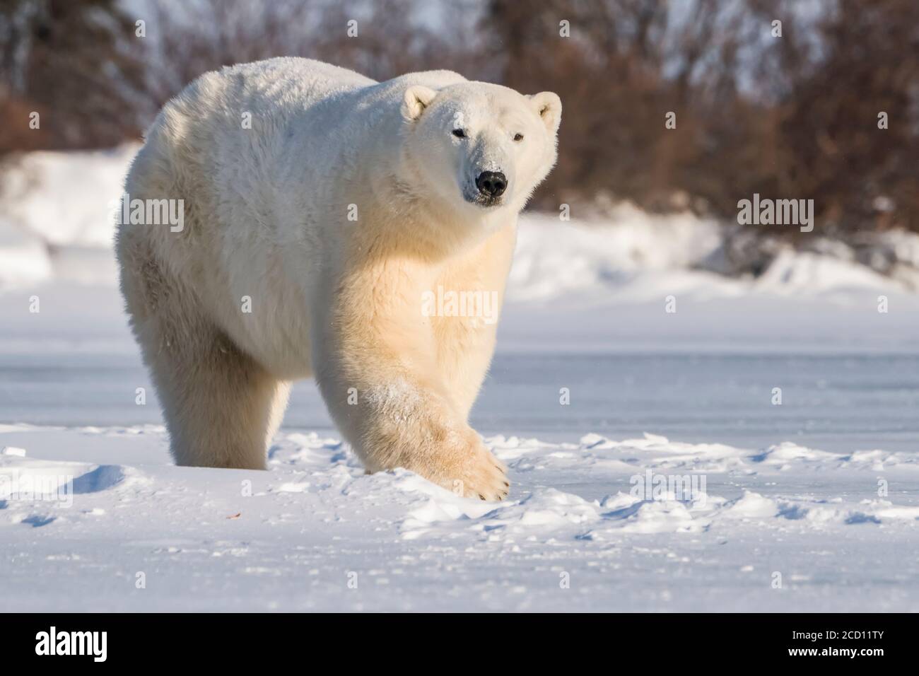Polar bear (Ursus maritimus) walking in the snow looking at the camera; Churchill, Manitoba, Canada Stock Photo
