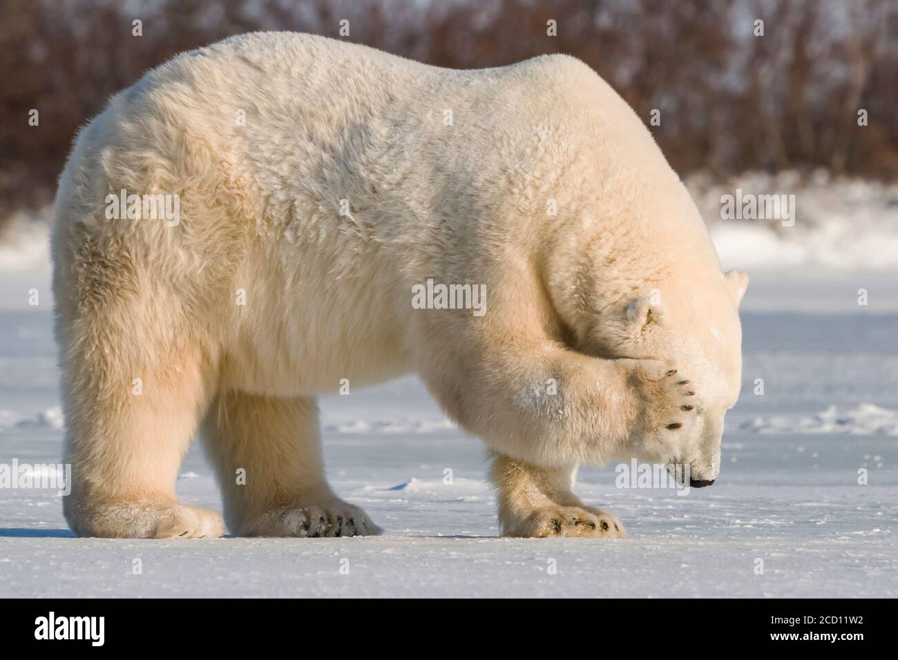 Polar bear (Ursus maritimus) standing in the snow with it's paw covering it's eye as it looks away from the camera; Churchill, Manitoba, Canada Stock Photo
