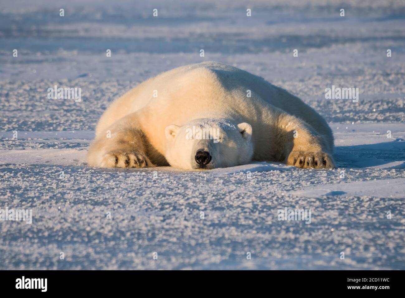 Polar bear (Ursus maritimus) sleeping on the snow; Churchill, Manitoba, Canada Stock Photo