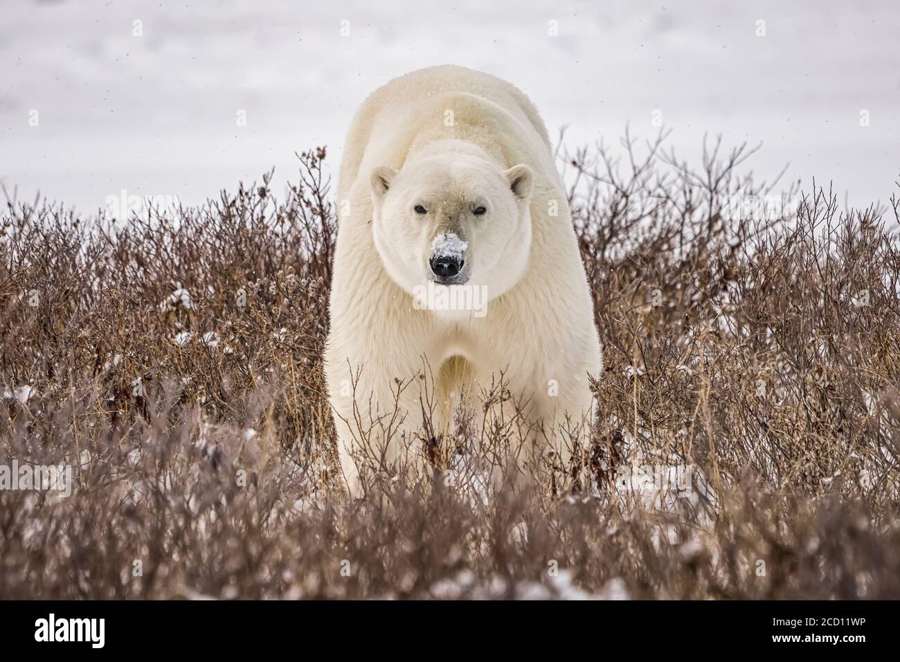 Polar bear (Ursus maritimus) walking in the snow; Churchill, Manitoba, Canada Stock Photo
