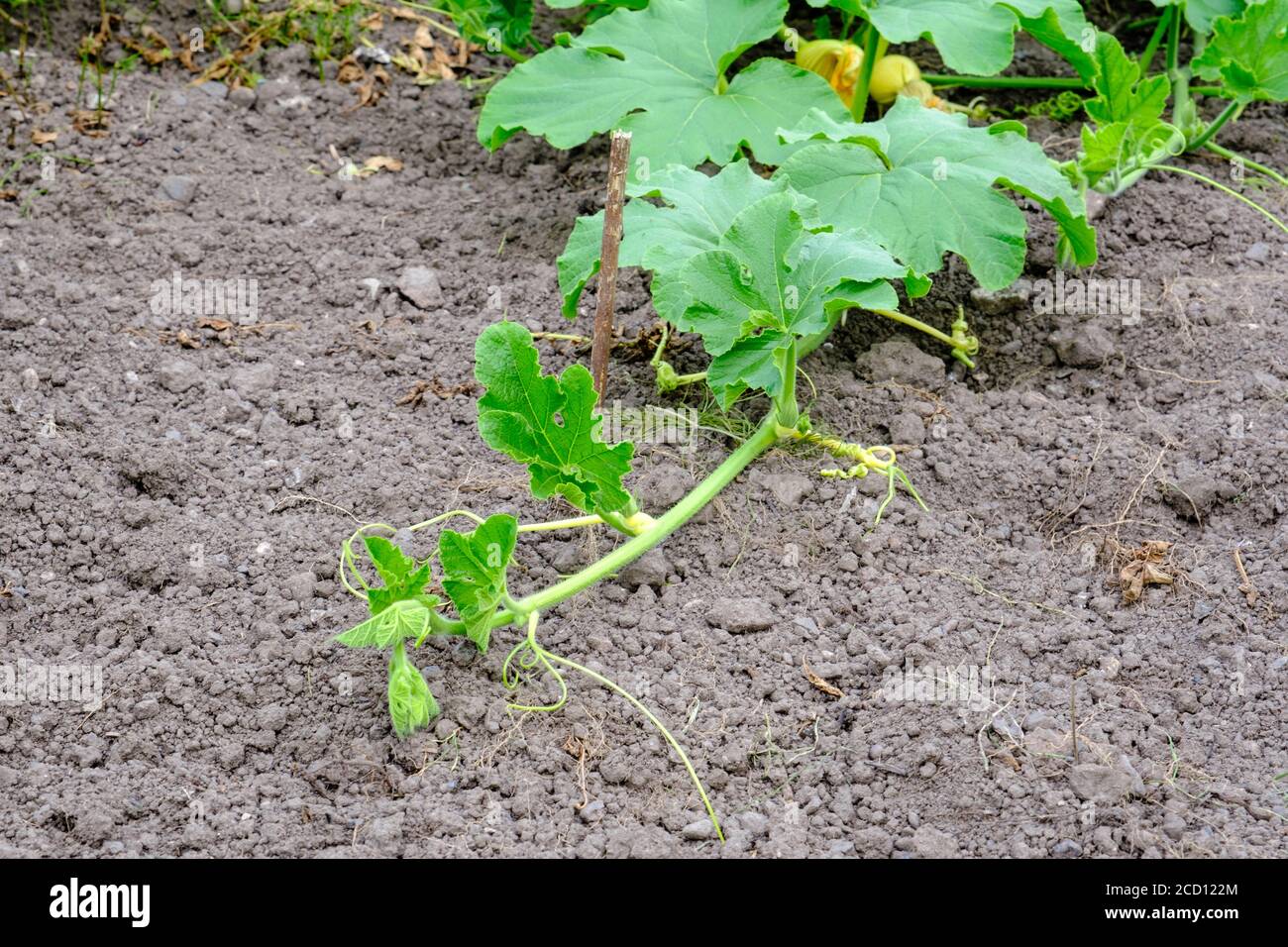 Tip of Potimarron squash spreading out on an allotment in summer Stock Photo