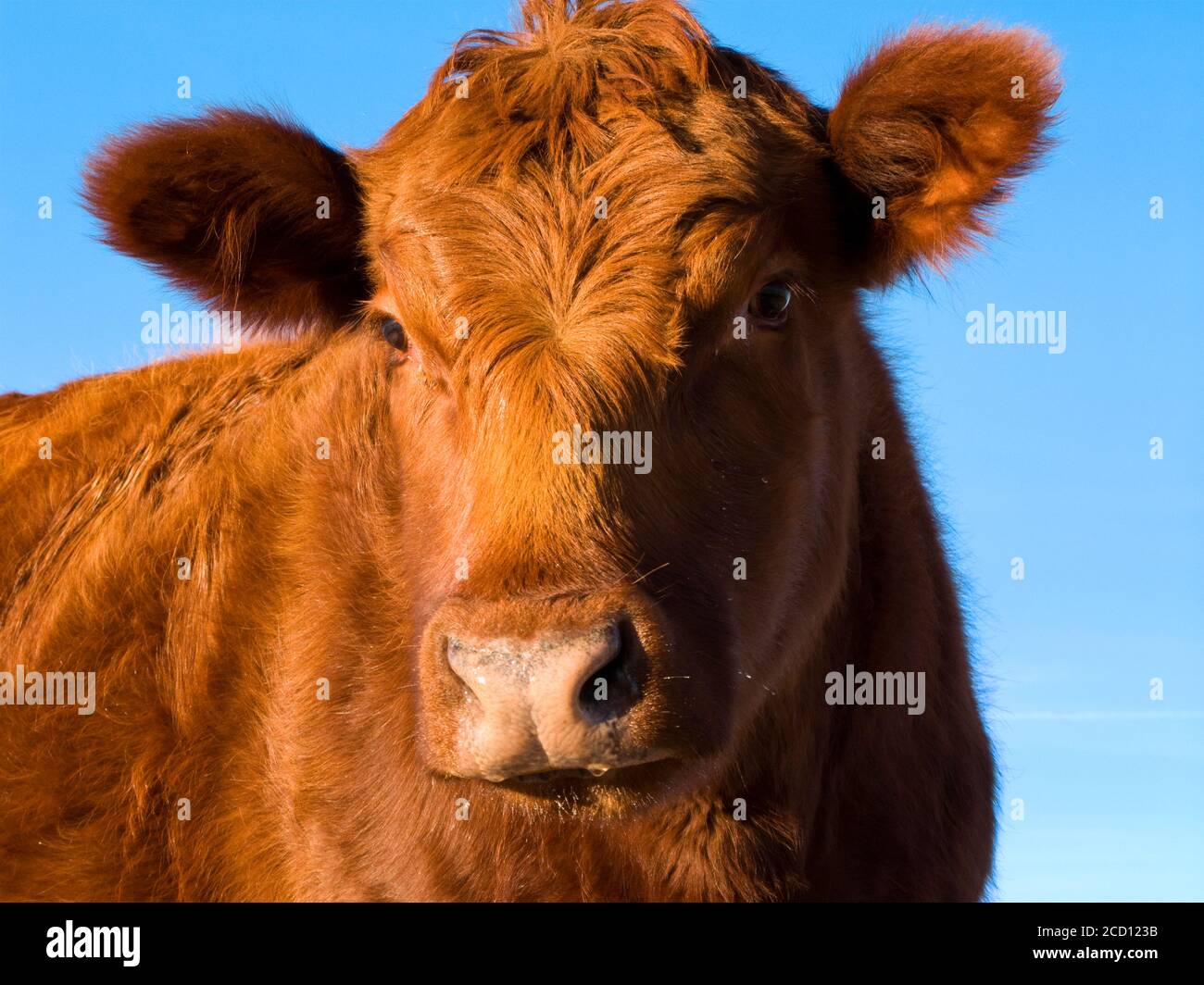 Livestock - Closeup of a Red Angus beef cow / Alberta, Canada. Stock Photo