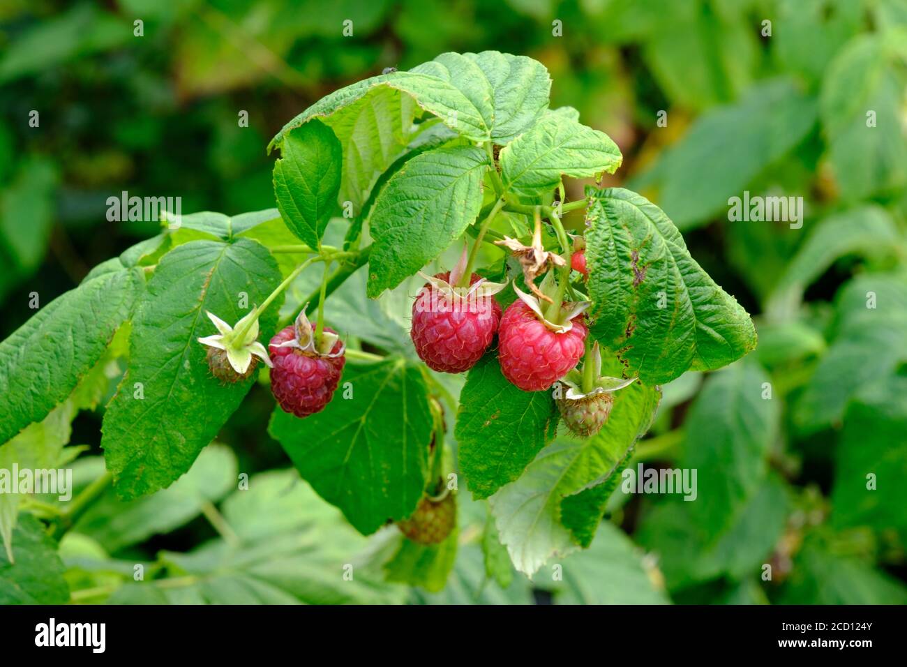 Joan j raspberries hires stock photography and images Alamy
