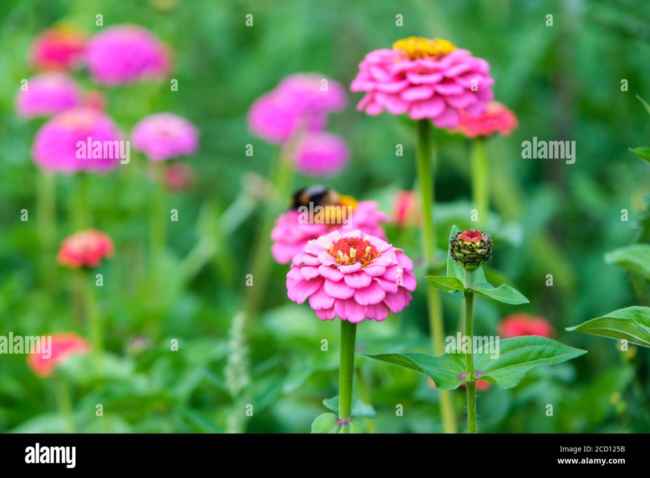 Zinnia flowers growing on an allotment Stock Photo Alamy