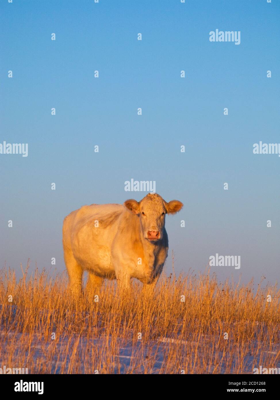 Livestock Charolais beef cow on a snow covered Winter pasture at