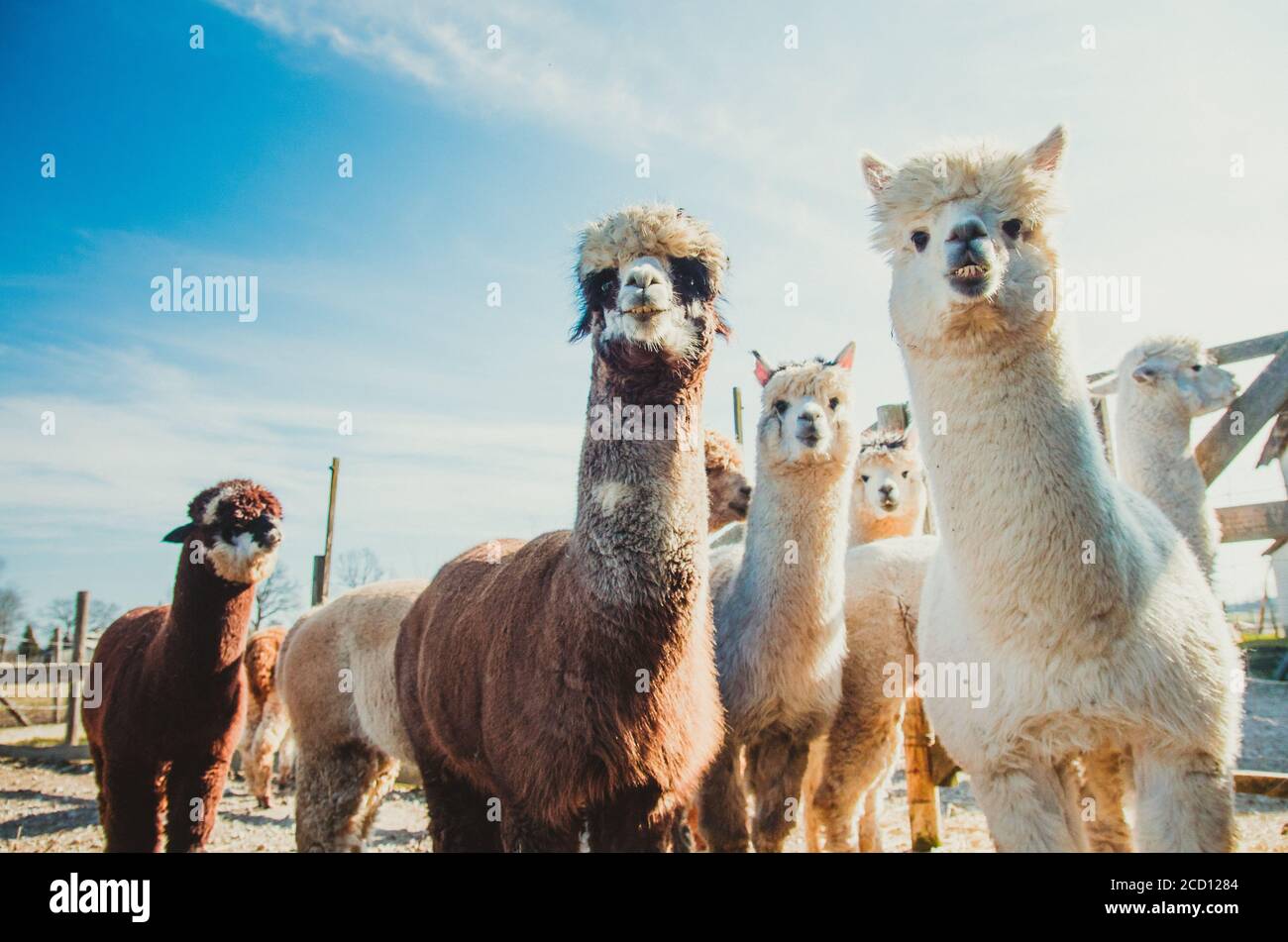 Group Of Cute Alpacas In Outside Looking At Camera Stock Photo Alamy