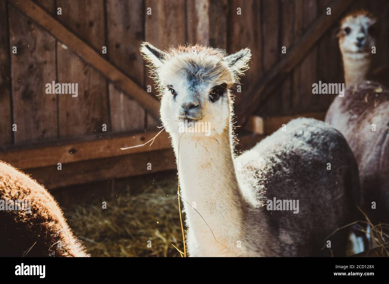 Cute alpaca in the barn eating hay Stock Photo