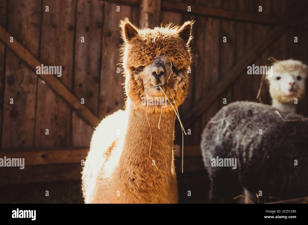 Cute alpaca in the barn eating hay Stock Photo Alamy