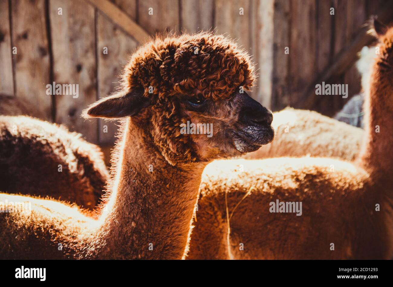 Cute Baby Animal High Resolution Stock Photography And Images Alamy Cute Baby Animal High Resolution Stock Photography And Images Alamy