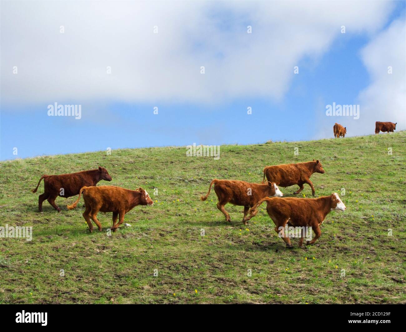 Livestock Red Angus, Hereford and Crossbred heifers running across a