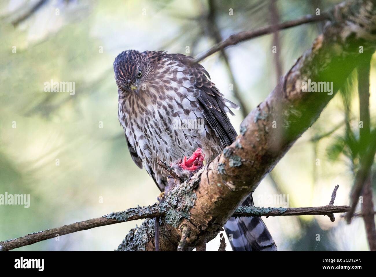 juvenile cooper's hawk eating mouse british columbia  Canada Stock Photo