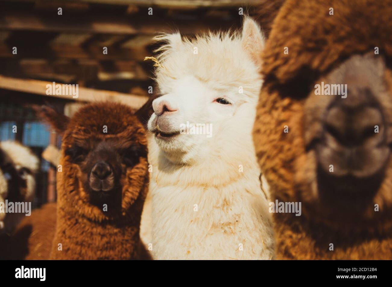 Page 3 Cute Alpacas High Resolution Stock Photography And Images Alamy